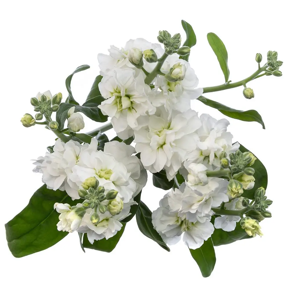 Stock White - 5 stems 
