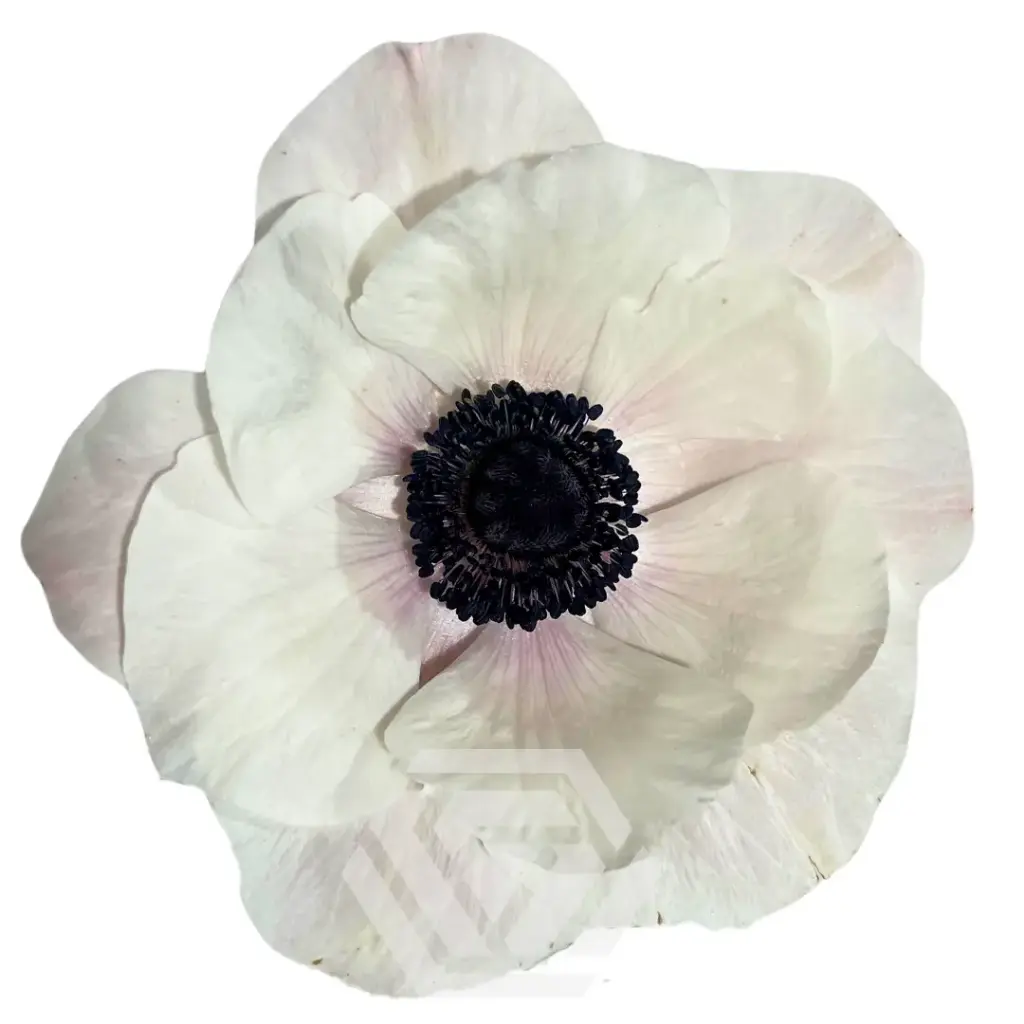 Anemone Blushing Panda 