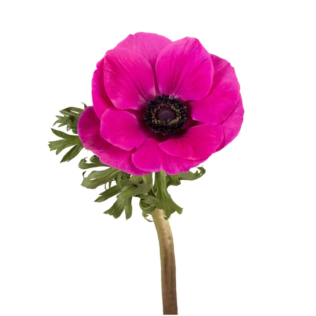 Anemones Pink