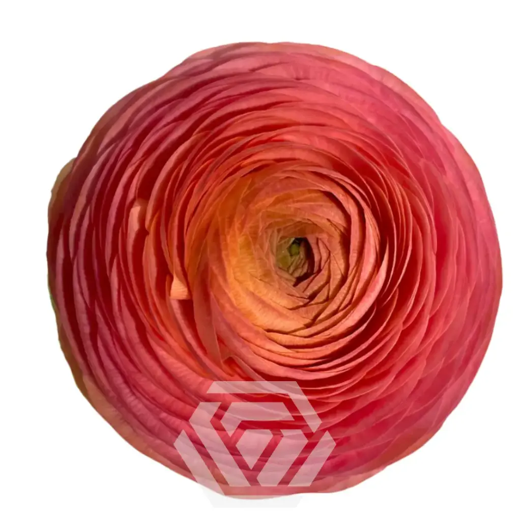 40cm Ranunculus Peach Salmone