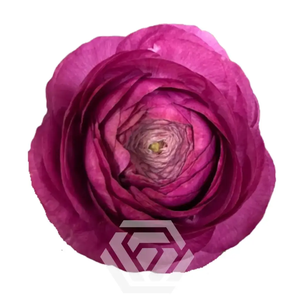 50cm Ranunculus Mauve Malva 