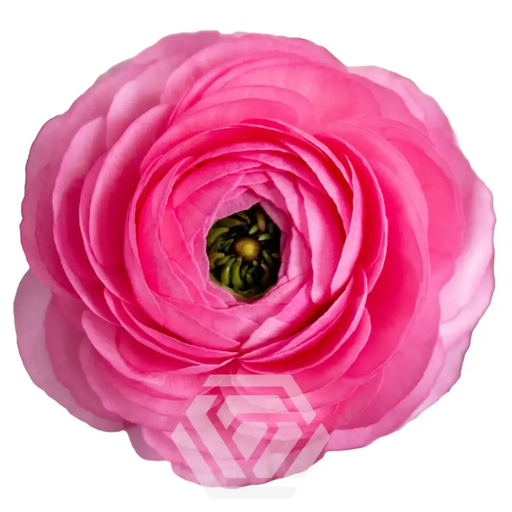 50cm Ranunculus Medium Pink Rosa 