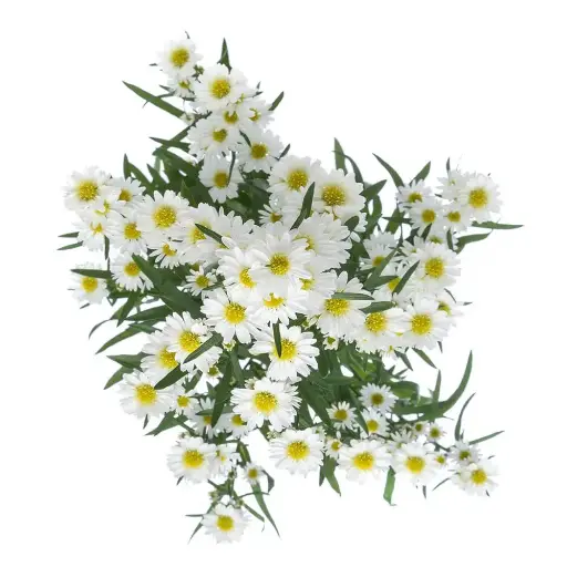 Aster White