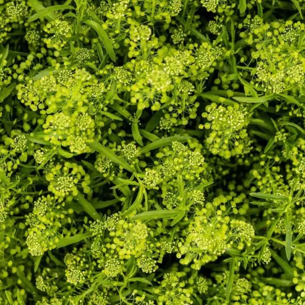 Lepidium Green Dragon 