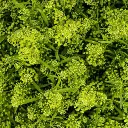 Lepidium Green Dragon 