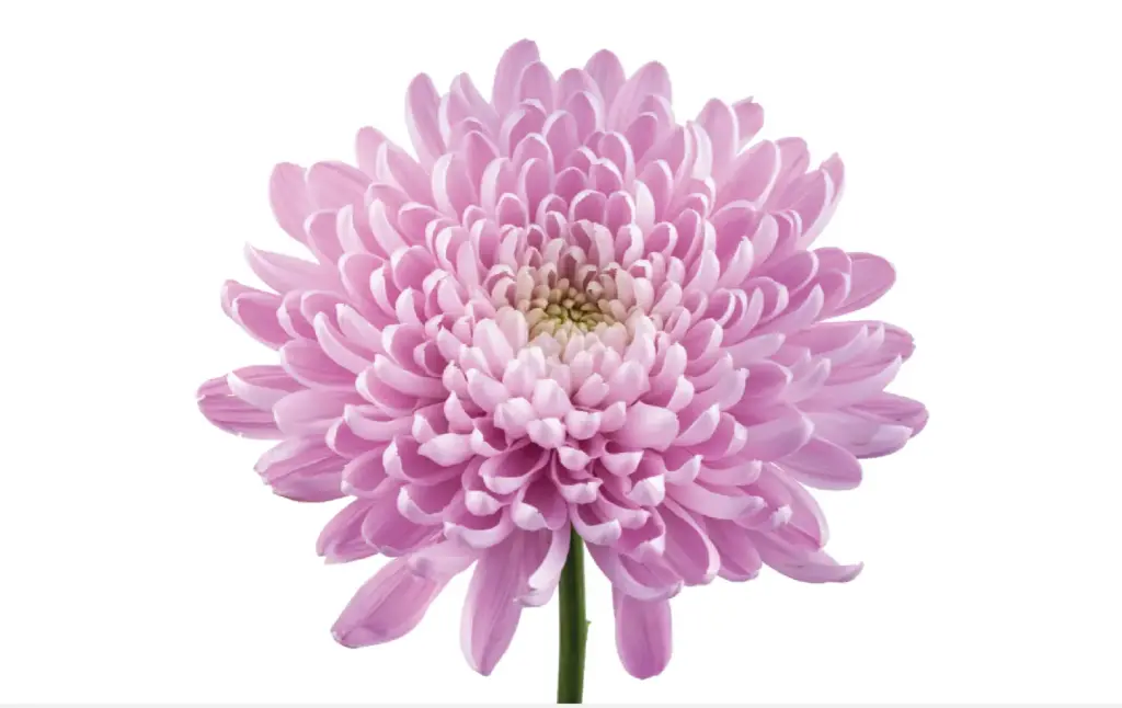 Cremons Pink 