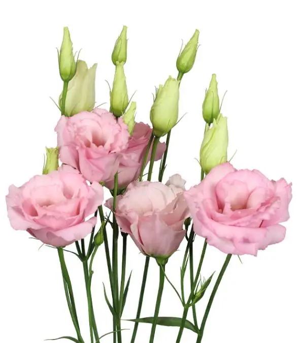 Lisianthus Pink 