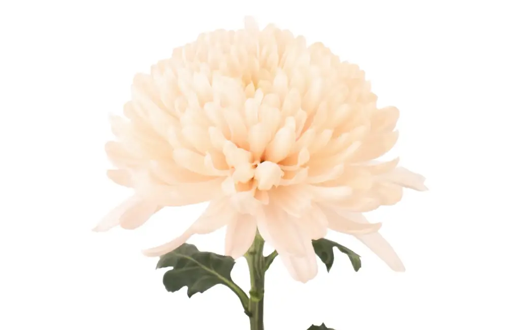 Cremons Peach