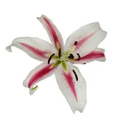 Oriental Lilies Pink Candy Club 