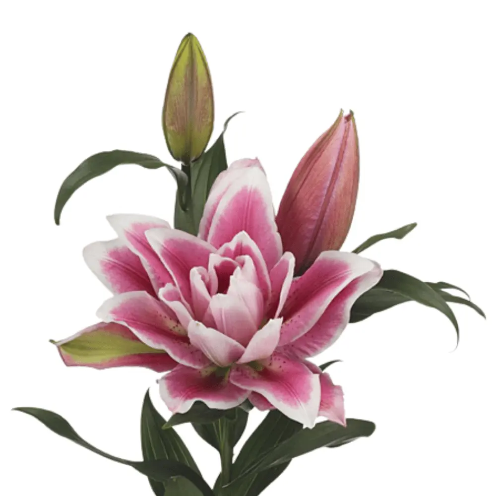 RoseLilies Pink Natasha