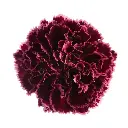 LG Carnations Burgundy Nobbio Party 
