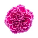 LG Carnations Magenta Pink Nobbio Cherry 