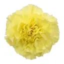 LG Carnations Yellow Diletta