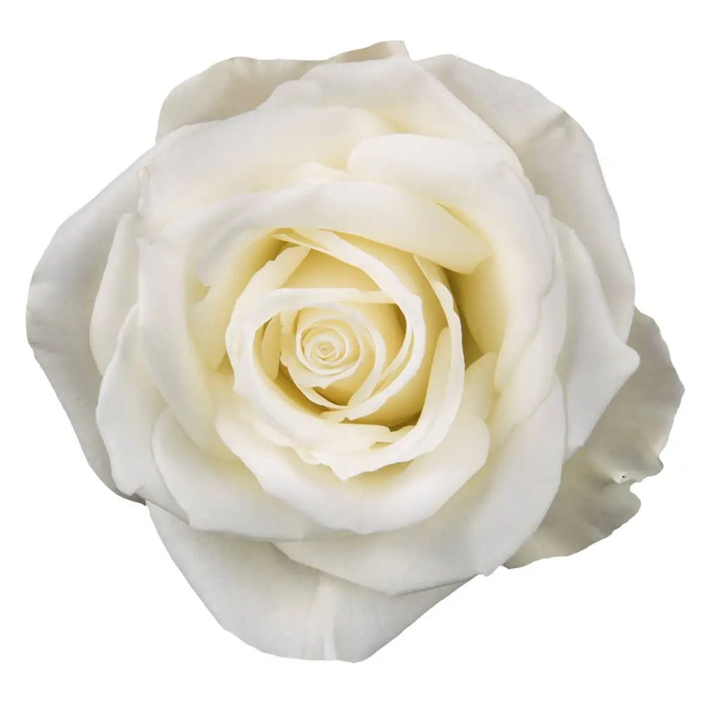40cm Roses White Escimo 