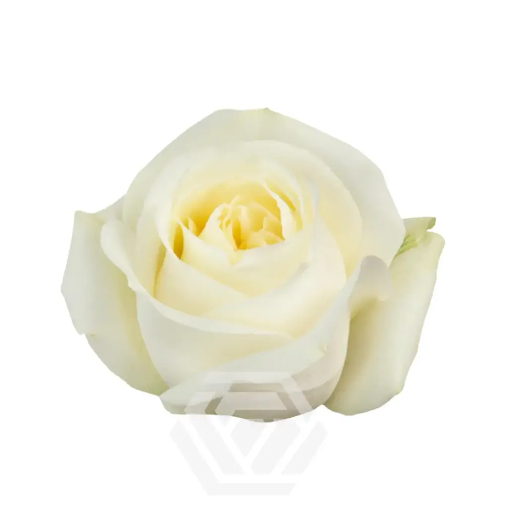40cm Roses White Polo 