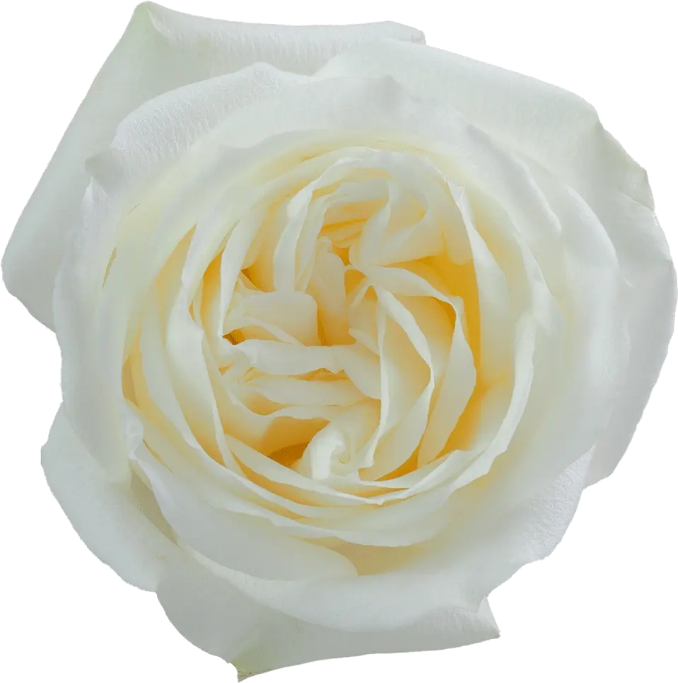 40cm Roses White Polo 