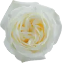 40cm Roses White Polo 