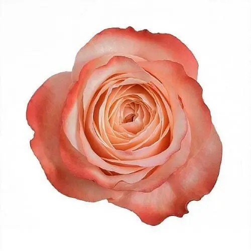 40cm Garden Roses Dark Peach Kahala