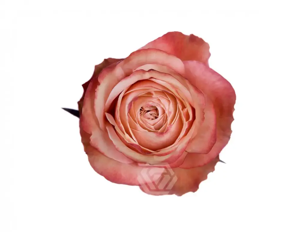 40cm Roses Bi Color Kahala 