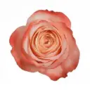 40cm Garden Roses Dark Peach Kahala