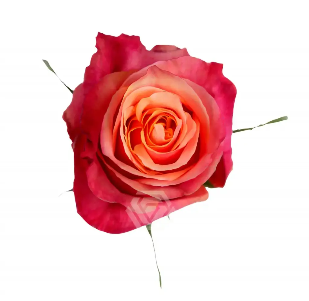40cm Roses Bi Color Cherry Brandy 