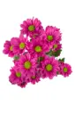 Micropoms Purple Ilsey (10st)