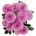 Button Pilot Lavender