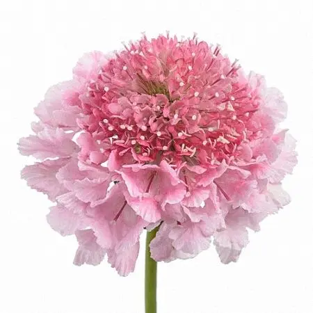 Scabiosa Pink