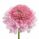 Scabiosa Pink