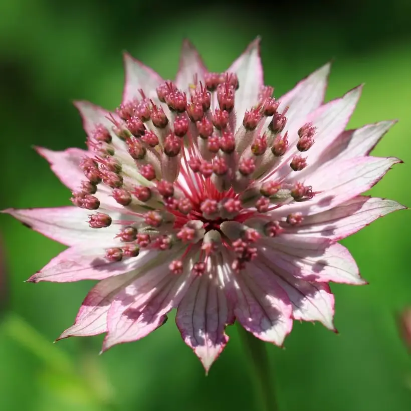 Astrantias