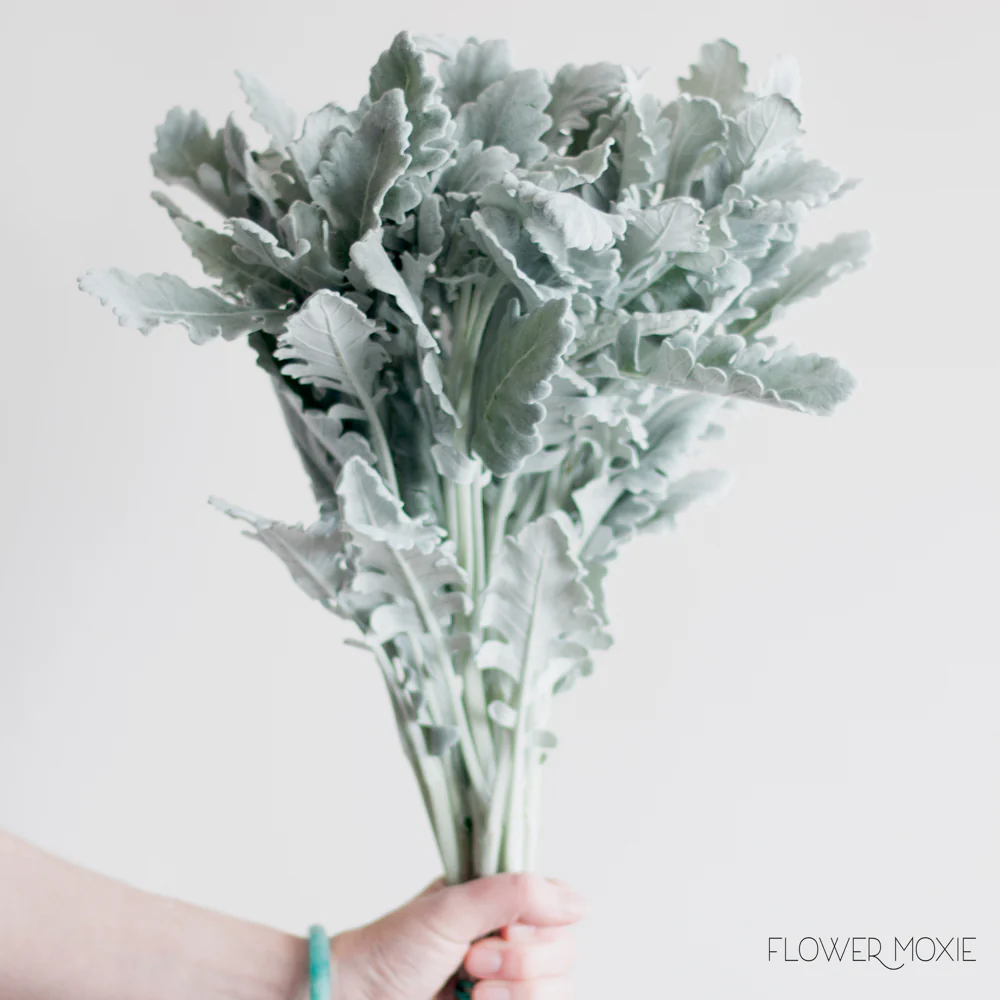Dusty Miller