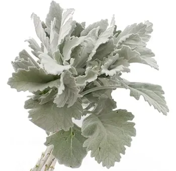 Dusty Miller