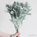 Dusty Miller