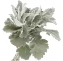 Dusty Miller