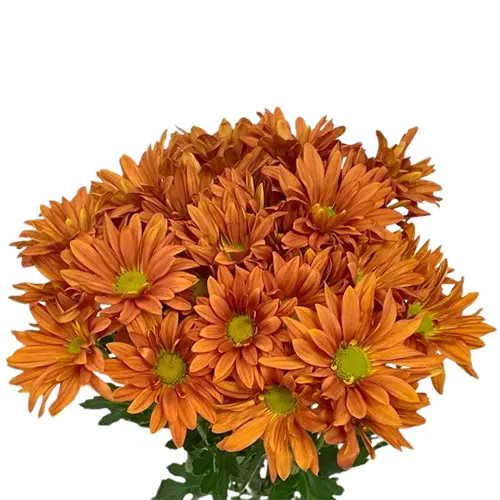 Daisies Bronze Natalia