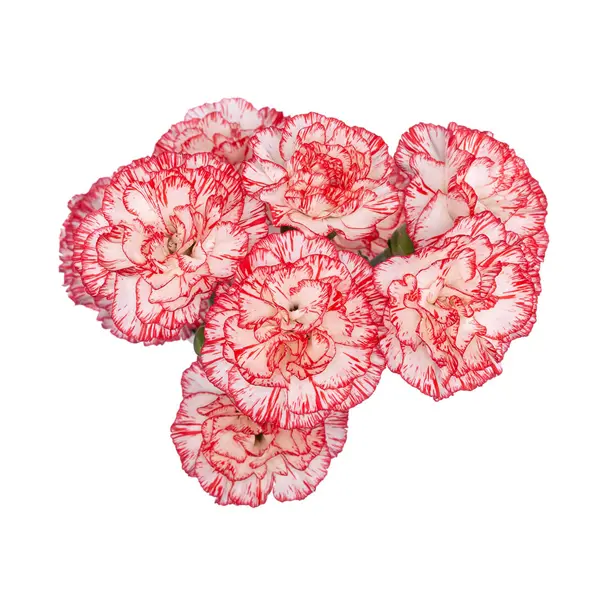 Mini Carnations Red/White Payaso