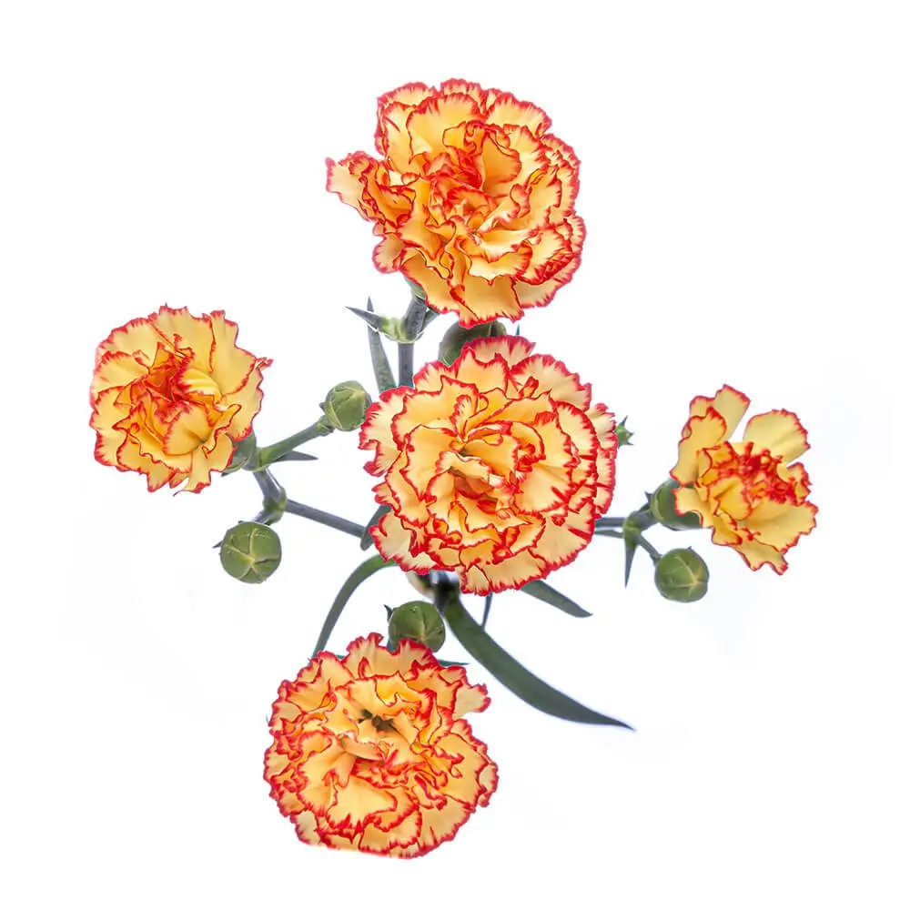 Mini Carnations Bi-Colour Yellow & Red Vespa