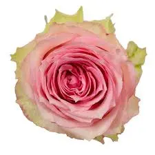 50cm Roses Pink Esperance