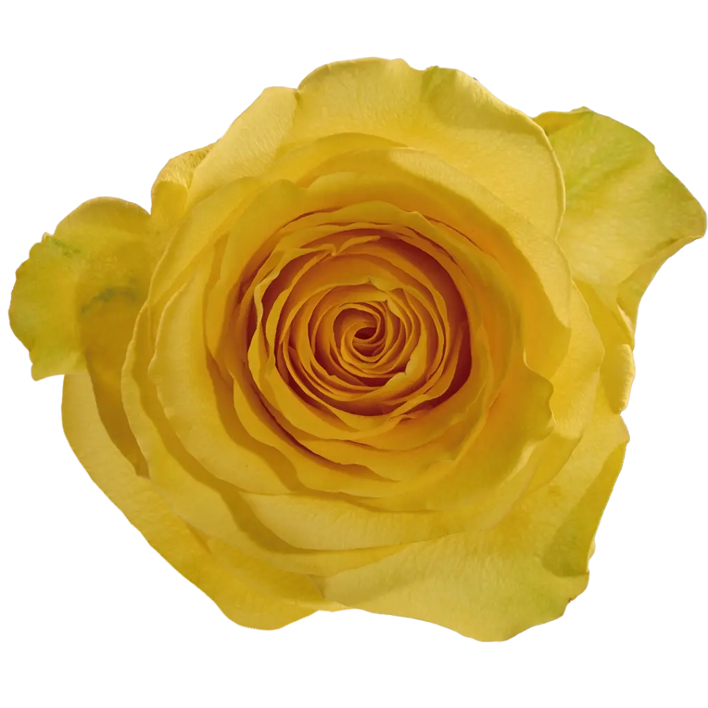 50cm Roses Yellow Summer 