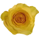 50cm Roses Yellow Summer 