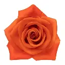 50cm Roses Orange Crush