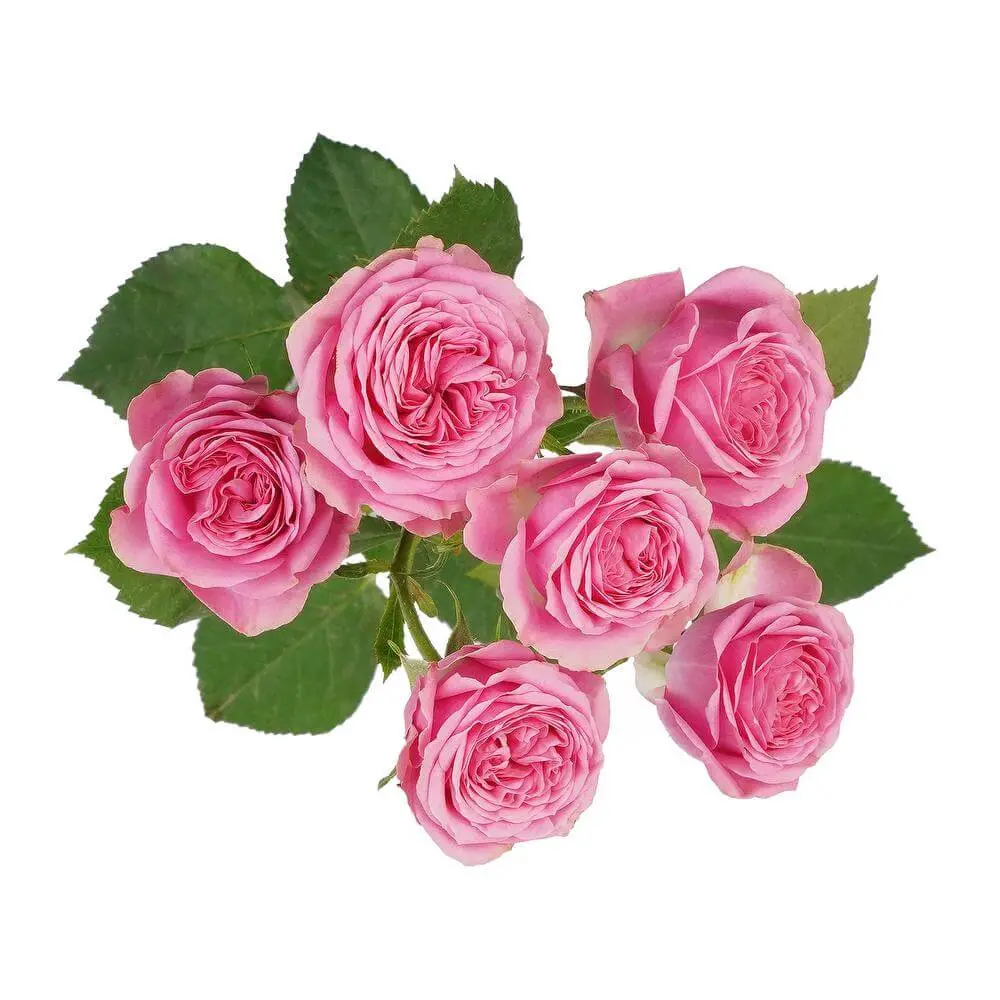 Spray Roses Medium Pink Boom 