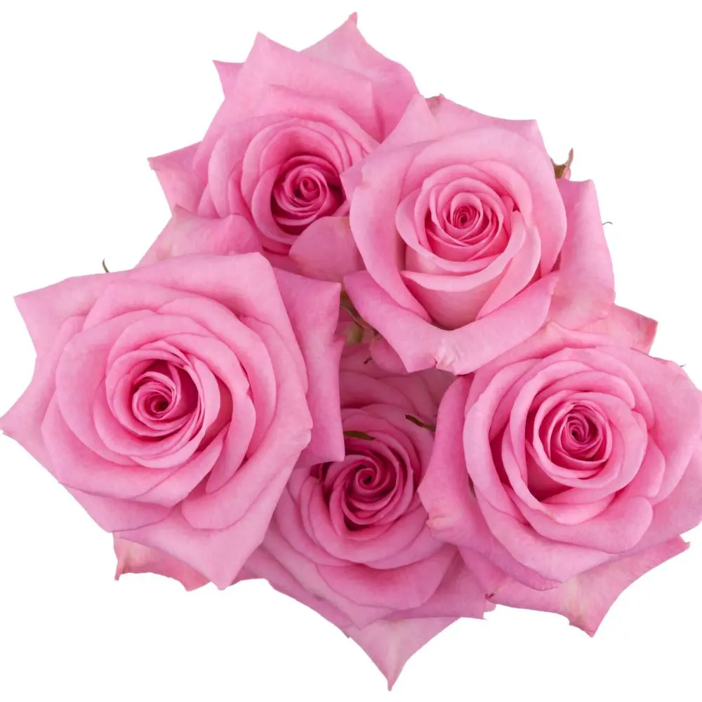 Spray Roses Medium Pink Britney 
