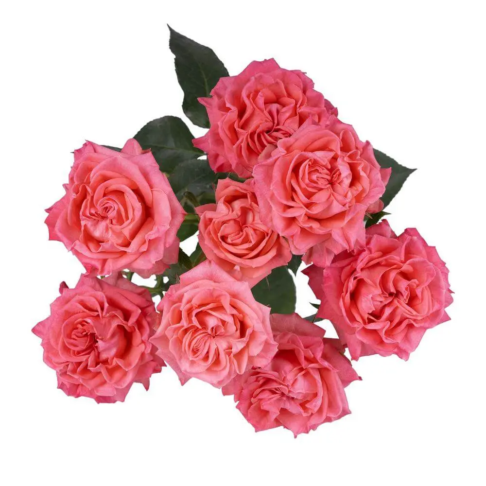 Spray Roses Medium Pink Fibonacci Nautallis 