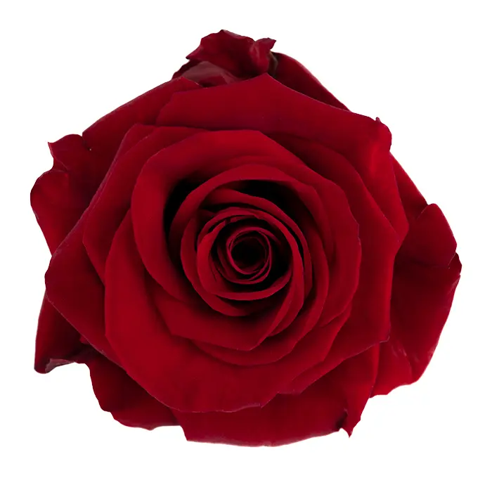 50cm Roses Red Redvolution