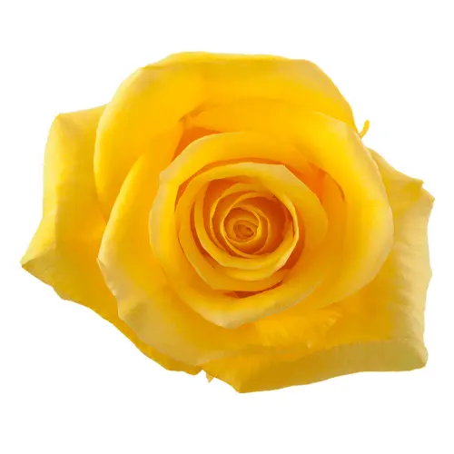 40cm Roses Yellow Momentum 