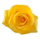 40cm Roses Yellow Momentum 