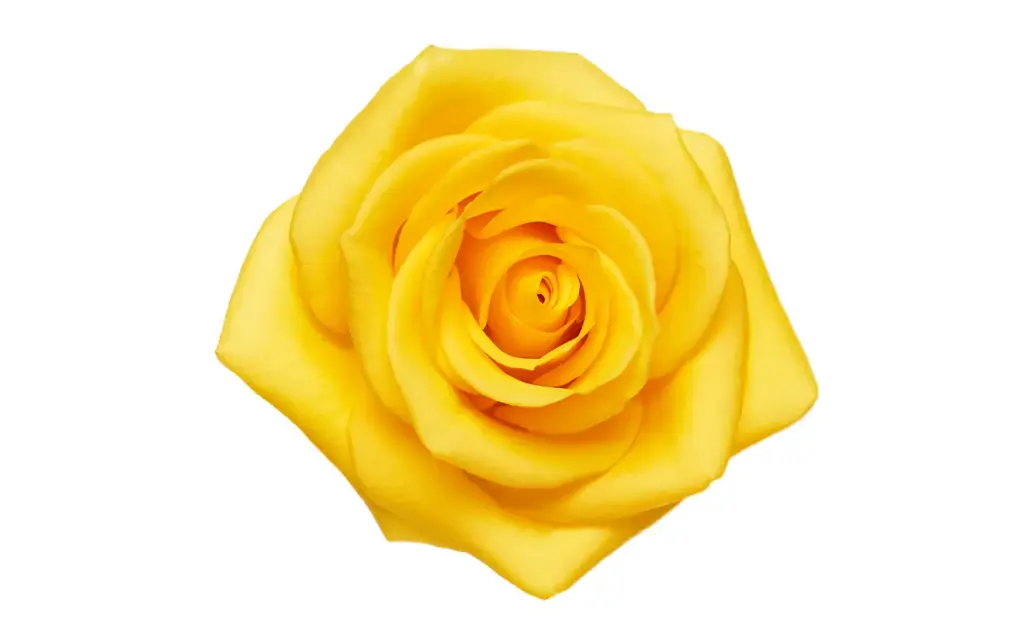 50cm Roses Yellow Momentum