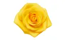 50cm Roses Yellow Momentum