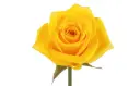 50cm Roses Yellow Momentum